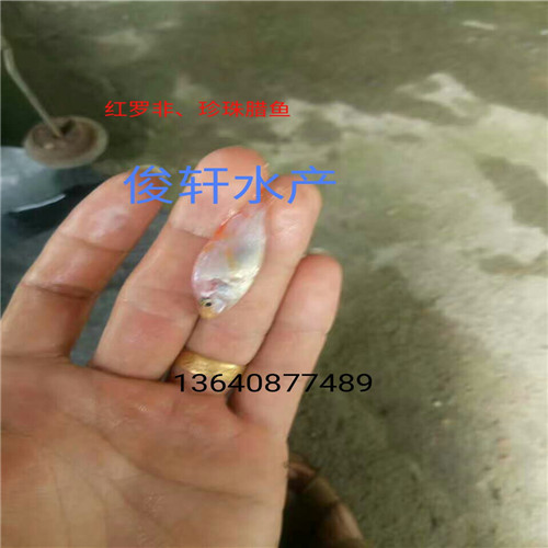 广东出售红罗非鱼苗、广东红罗非鱼苗基地