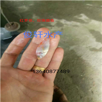 广东出售红罗非鱼苗、广东红罗非鱼苗基地