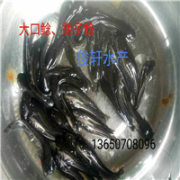 广东批发大口鲶鱼苗、广州大口鲶鱼苗