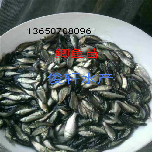 惠州鲫鱼苗、东莞鲫鱼苗、广东鱼苗价格
