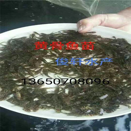 鱼塘基地|广西鱼苗价格 