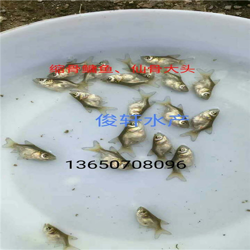 广东出售缩骨鳙鱼苗、广东鱼苗养殖基地