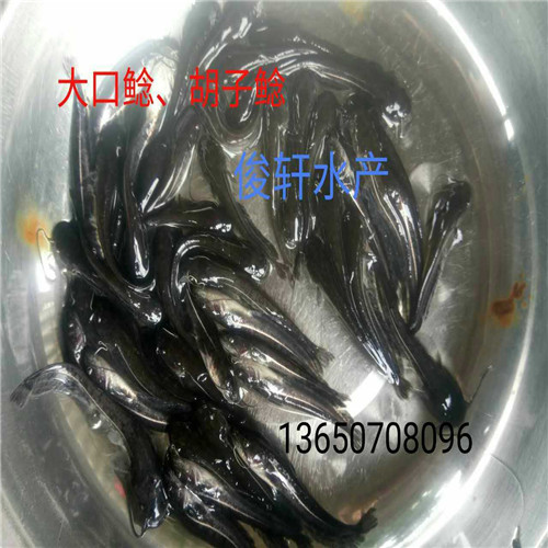 广东批发大口鲶鱼苗、广州大口鲶鱼苗
