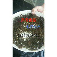 广西鱼苗养殖场|云南鱼苗-广东俊轩鱼苗繁殖场 