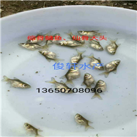 广东出售缩骨鳙鱼苗、广东鱼苗养殖基地
