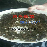 鱼塘基地|广西鱼苗价格 