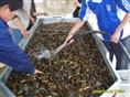 河南泥鳅苗种价格/河南泥鳅种苗2