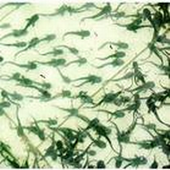 河南泥鳅苗种价格/河南泥鳅种苗4