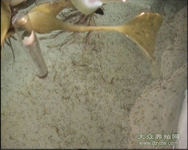 河南泥鳅苗价格/河南泥鳅供应1
