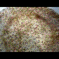 河南泥鳅苗种价格/河南泥鳅种苗3