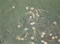 河南泥鳅养殖/河南泥鳅养殖技术3