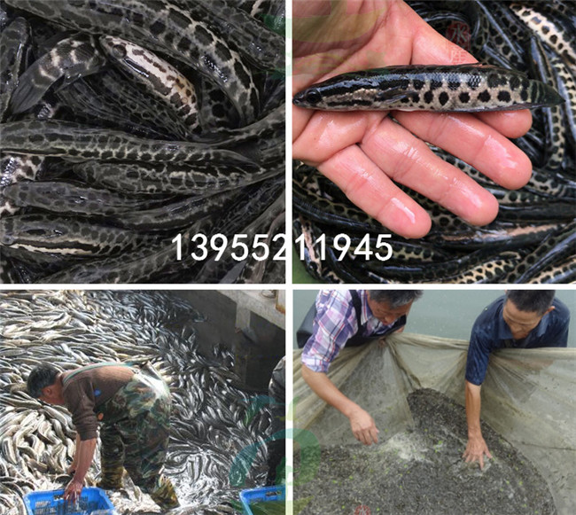 黑鱼苗养殖场|良种黑鱼苗|直销价格 