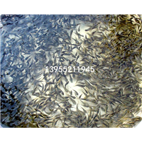 黑鱼苗批发市场价格|芜湖黑鱼苗 