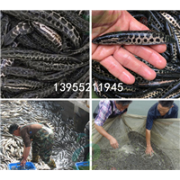 黑鱼苗养殖场|良种黑鱼苗|直销价格 