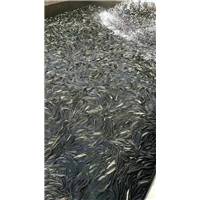 安徽黑鱼苗批量出售中