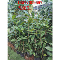 广西**茶批发电话