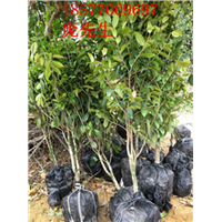 **茶小苗  10珠起全国发货 