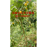**茶是什么？广西防城港**茶