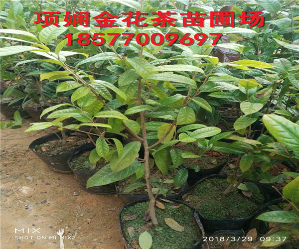 防城港**茶苗|防城港**茶苗价格 