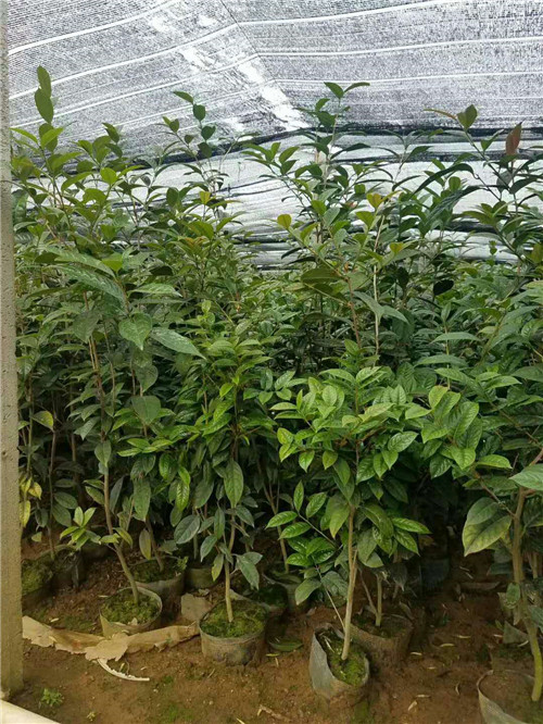 **茶树苗价格