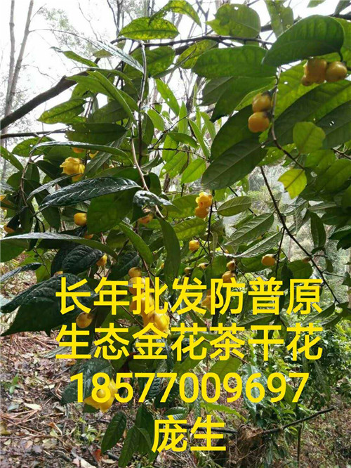 “茶族皇后”**茶批发价格是多少