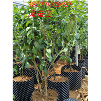 **茶小苗10棵起全国发货 