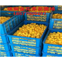 供应防普**茶|防城防普**茶批发 