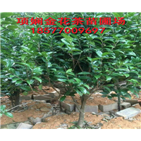 **茶苗|广西**茶苗