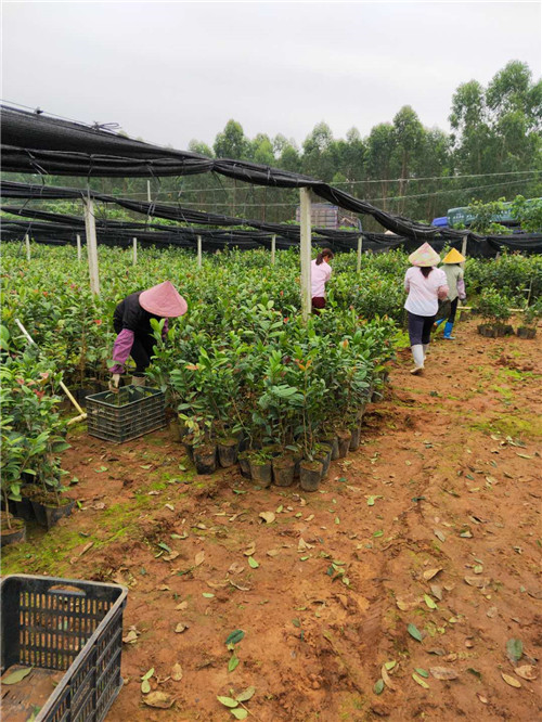 **茶苗多少钱一棵