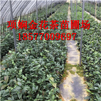 **茶的价格_项娴**茶苗圃场