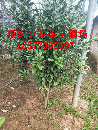 **茶-对人体的好处