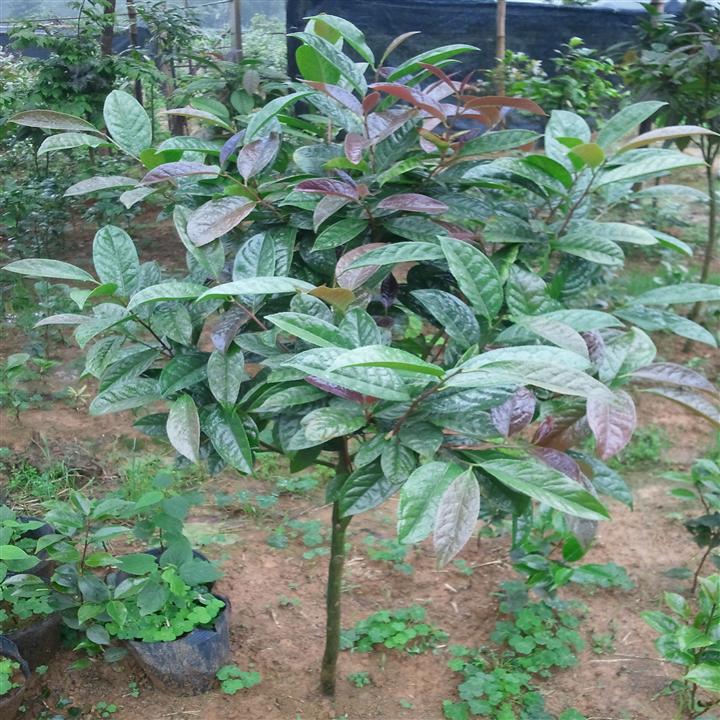 **茶树 