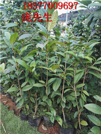 广西**茶苗供应基地