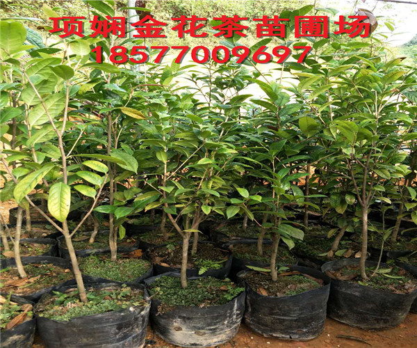 **茶花苗批发☎18577009697 