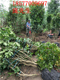 广西**茶苗-广西**茶