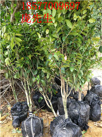 项娴**茶苗圃场【防城港**茶】