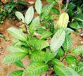 金茶花-广西金茶花销售