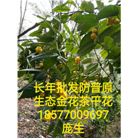 “茶族皇后”**茶批发价格是多少
