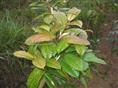 金茶花-广西金茶花销售 