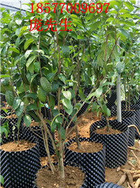 **茶中苗 10珠起全国发货 