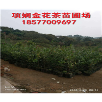 广西**茶苗批发基地|广西**茶