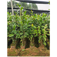 **茶价格多少钱一斤