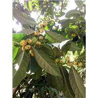 **茶苗 