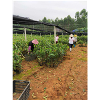 **茶苗多少钱一棵