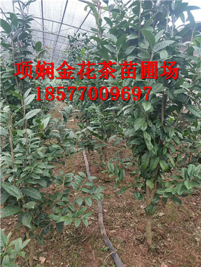 **茶怎么泡_项娴**茶苗圃场