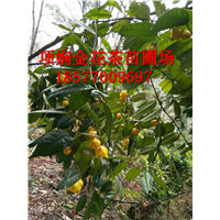 **茶价格_**茶批发价格