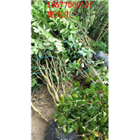 防城港**茶#广西**茶种植