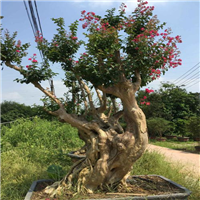 紫薇树桩批发价格