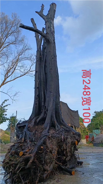 金弹子培育基地
