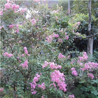 广东紫薇基地价格 